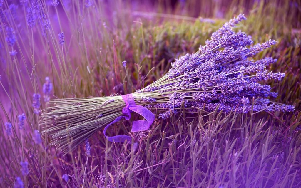 Lavanda