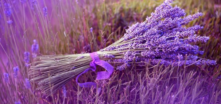 Lavanda